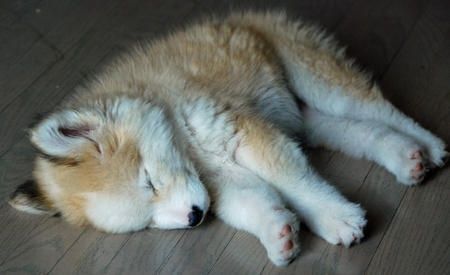 instabye:  fetters:  chocolategelato:  Husky and golden retriever mix  this looks like a toasted marshmallow husky and i love it  I would like to start a petition to get the name changed from “husky, golden retriever mix” or “toasted marshmallow”