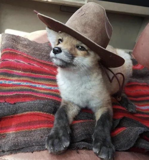 important-animal-images:
“Fox with hat
”