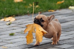 lolcuteanimals:  Tiny French Bulldog Puppy With A BIG Leaf!