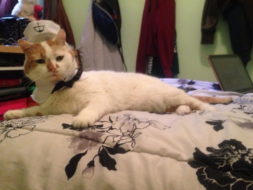 helloaurenx3:  Sailor kitty