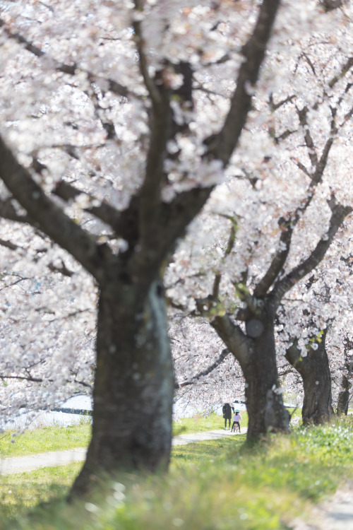 caraphoto: supernova 埼玉県 こだま千本桜    Canon EOS 5D MarkIV [EF70-200mm F2.8L IS II USM]