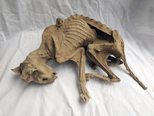 maria-aegyptiaca - mummified cat