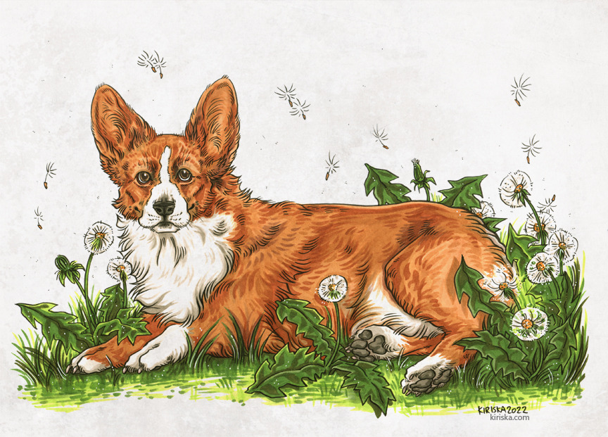 I find corgis really challenging, but I love drawing dandelions, haha. Commission info.