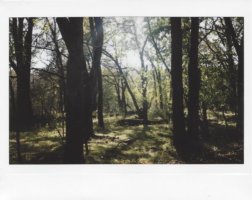 melanieonfilm:  Turtle River State Park in Autumn Fujifilm Instax 210