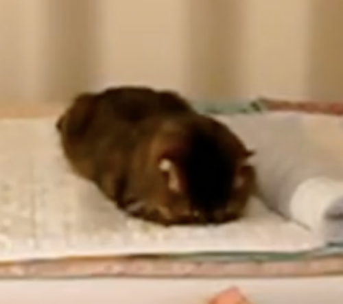 luv-cat:a very sleepy double chocolate eclair