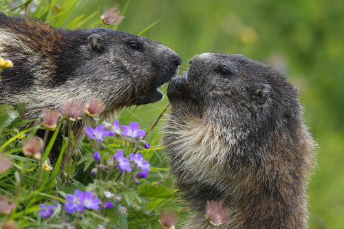 Alpine marmot (Marmota marmota) at Hohe Tauern National Park in Austria Grzegorz Leśniewski 