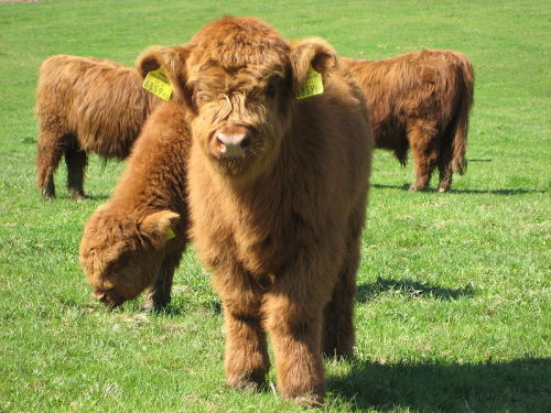 tastefullyoffensive:  8 Fluffy Cows  awww porn pictures
