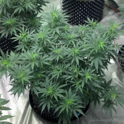 johannesnw:  Pineapple express/white widow