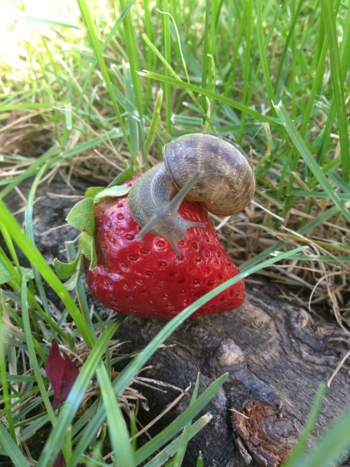 plantcreep:strawberry snails
