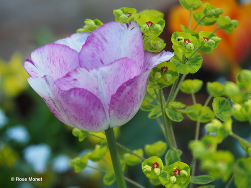 rosemonetphotos: Tulipa, Tulipe, Tulip   Euphorbia rigida, Euphorbe rigide0