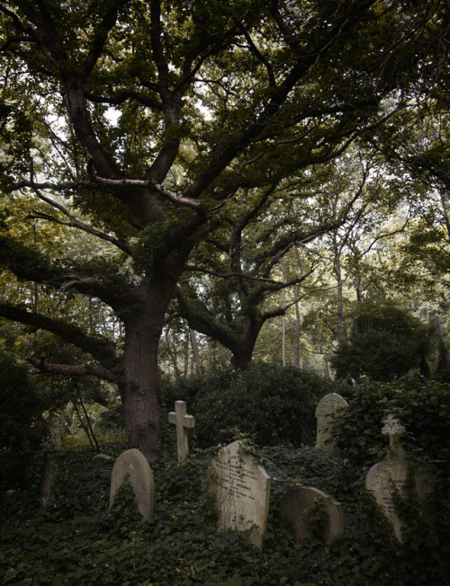 dariaendresen: Highgate cemetery, London   #cemetery #highgate #london #uk #gothic #peaceful #sanctuary #restingplace #death 