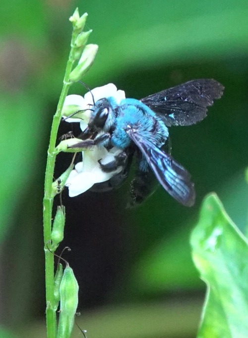 shatterpath: onenicebugperday:Cerulean carpenter bee, Xylocopa caerulea, Xylocopinae, ApidaeFound in