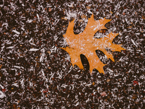 It’s currently snowing needle snowflakes — a fairly unique type of snowflake which 