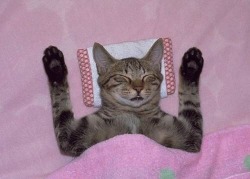 unimpressedcats:  kitty dreams of trying