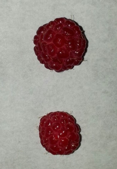 PEOPLE ARE LIKE RASPBERRIES porn pictures