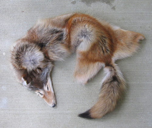 furrywolfcyrus:  thegalaxyfoxx:  lonewolf-den:  blackbackedjackal:  All the coyotes are up now :)! You can see them all on the site.  ooooo i want me some tails!  Omg no!!!!! They were killed why would you buy them!!! D:  “No animals were killed for