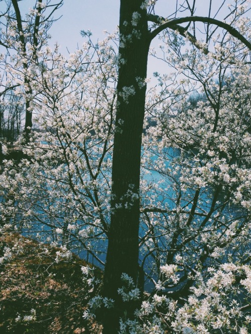 universal-wanderer: In bloom.