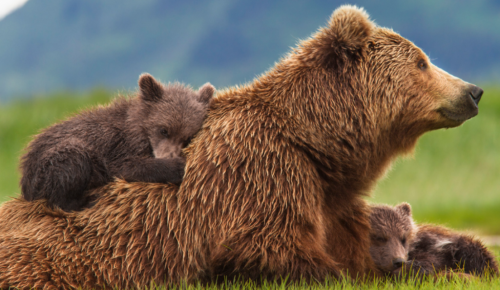 Disneynature’s ‘Bears’ Sneak PeekIn an epic story of breathtaking scale, Disneynature’s new True Life Adventure “Bears” showcases a year in the life of a bear family as two impressionable young cubs are taught life’s most important lessons. Set...