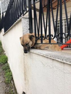 Awwww-Cute:  This Good Boy Sticks His Head Out For Me To Pet Him Every Time I Pass
