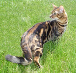 thehedron:  Bengal cats!!!! ARGH! I want