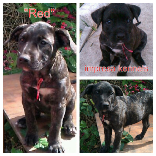 Impresa Kennels Presa Canario Breeders Miami, FL (786) 383-4DOG (4364) See more pics on Facebook Imp