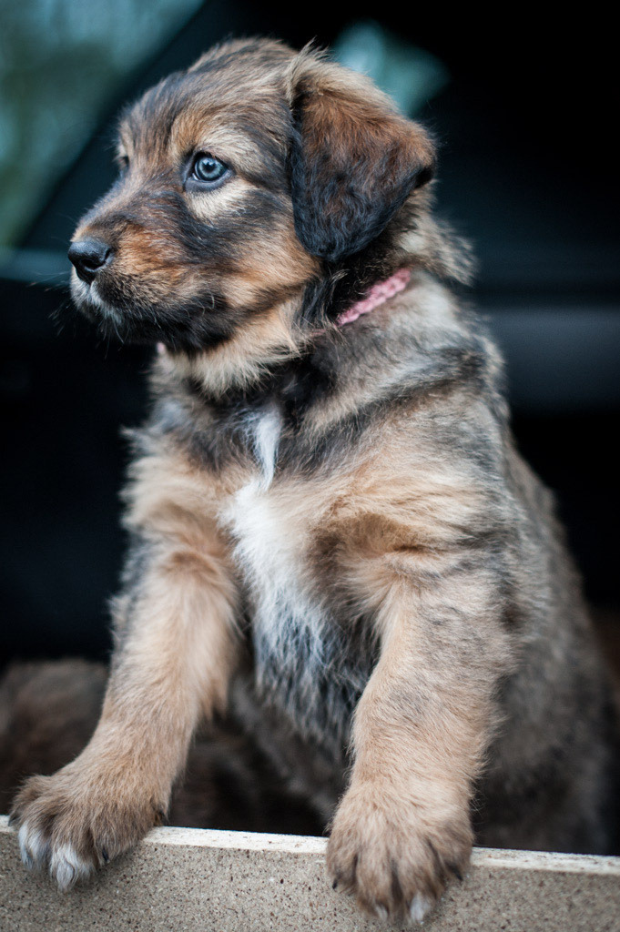 abandonallhopeyewhoenterhere:  all-things-bright-and-beyootiful:  The Boss by Andreas