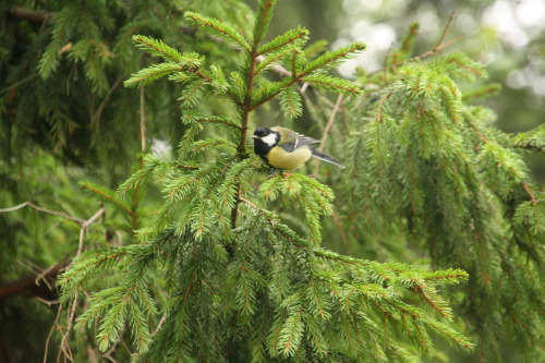 at Seurasaari, HelsinkiSome super cute (and fluffy!) birds as well a squirrel in the forest of the i