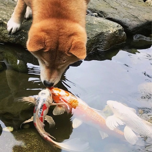 torukou:Hello friend! www.instagram.com/p/Bh1di9xnZF9