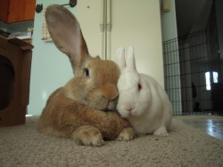 dailybunny:  Bunnies Have Some Quiet Snuggle