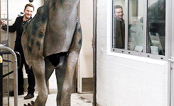   Chris Pratt Dinosaur Prank