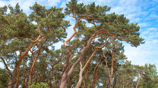 Twisted trees include scotch pine