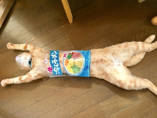 cuteanimals-only:  if it fits, i fits