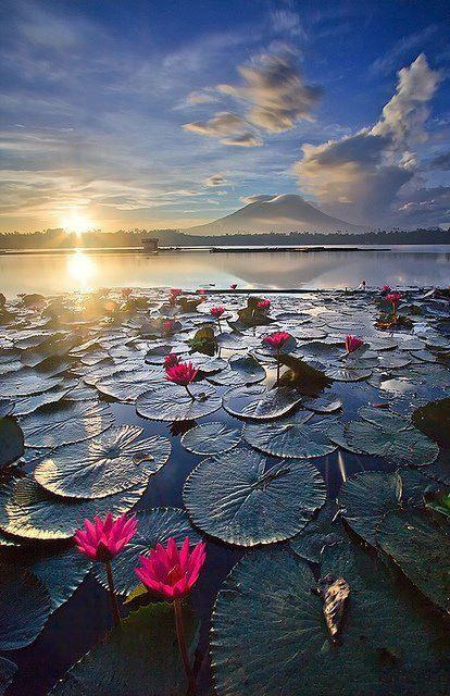 gyclli:Pink Water Lilies catch the glow of Sunrise in Sampaloc Lake, Laguna, Phillippines by zaibatsu on Flickr.