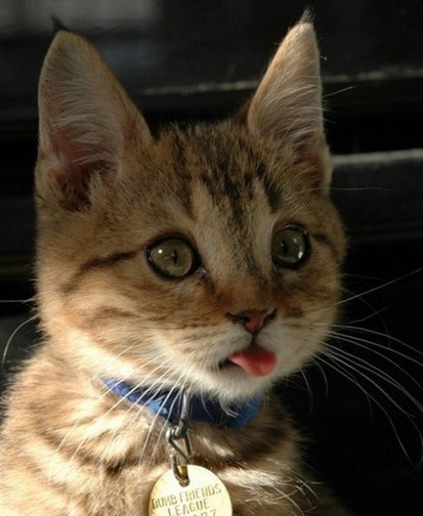 cutecornflakes:  Adorablep