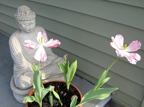 A warm day: I thought the Buddha might enjoy some tulips.