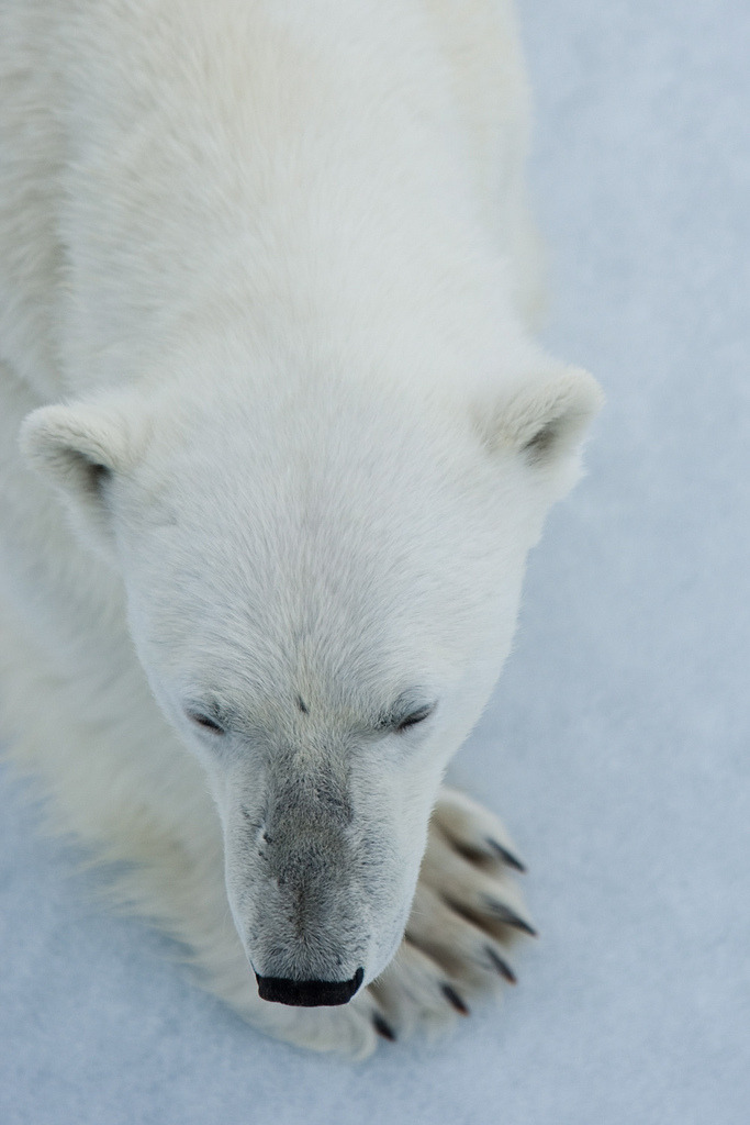 h4ilsham:  Polar bear, Spitzbergen (by Exodus Travels - Reset your compass) 