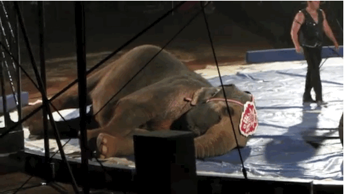 onegreenplanet:  You Won’t Want to Go to the Circus After Seeing This 60-Second Video