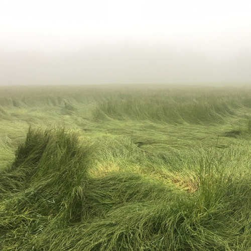 girlsingreenfields:before mowing the Pasteur, rain made strange landscape. Photographed by Yoshitomo