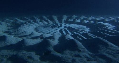 Ocean Floor ArchitectsSince their discovery in 1995, scientists have been baffled by these mysteriou