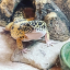 grace-loves-lizards