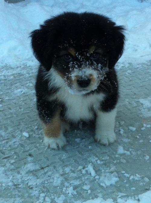 awwww-cute:  winter cutie