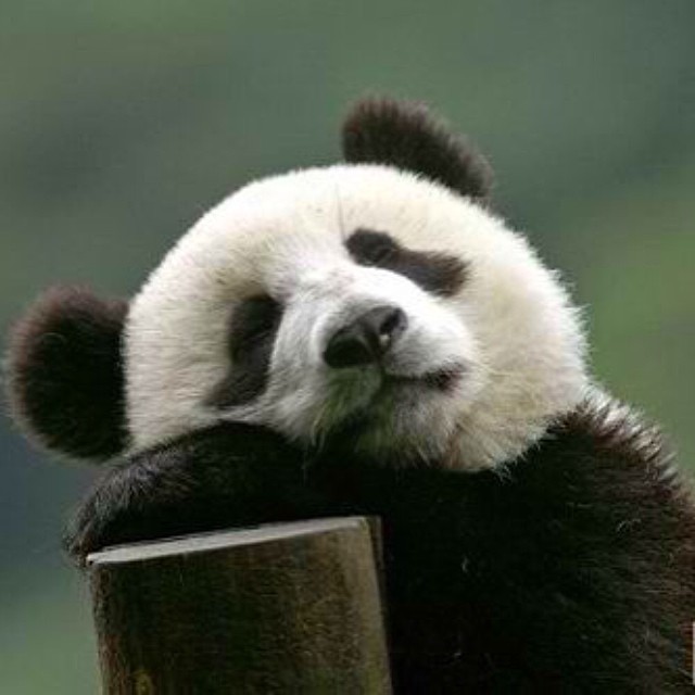 This is me, saving up energy for this coming Friday #panda #cute #instagood #likeforlike