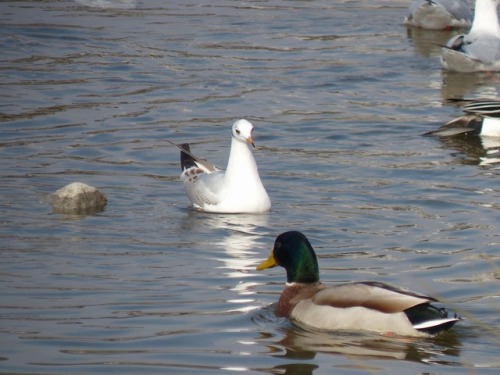 ユリカモメ　black-headed gullマガモ　Mallard duckTown Birds ～ 街の鳥 ArchiveTown Sparrow ～ 街のすずめ　Archive