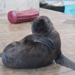 neaq:Northern #furseals have the second furriest