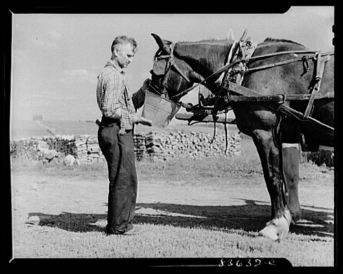 A farmer waters a horse before the day’s work in Aroostook County, Maine (ca. 1942)Photo: John Colli