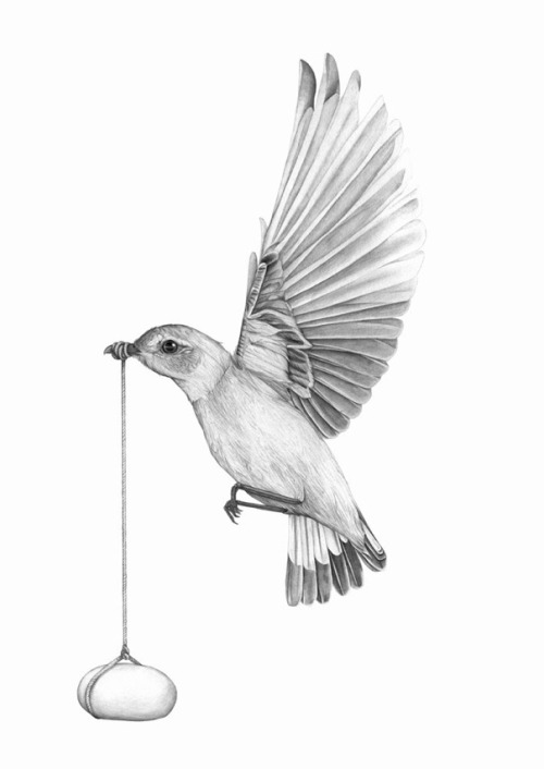 fer1972:  Illustrations by Amy Dover