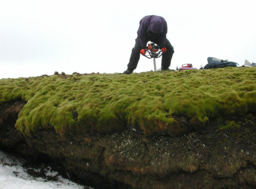 In resurrection ecology news: Scientists have revived moss that has been lying dormant &ndash; f