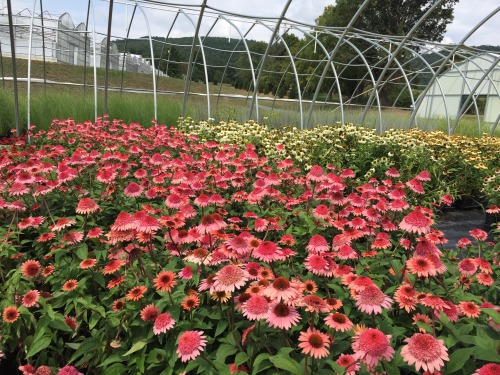 Such inspiration!! A perennial grower&rsquo;s open house at the end of summer is a pretty amazing p