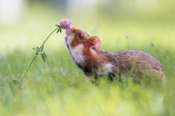 heroes-get-made:  babyanimalgifs: for anyone that’s having a bad day, here are pictures of animals sniffing flowers A few more: 