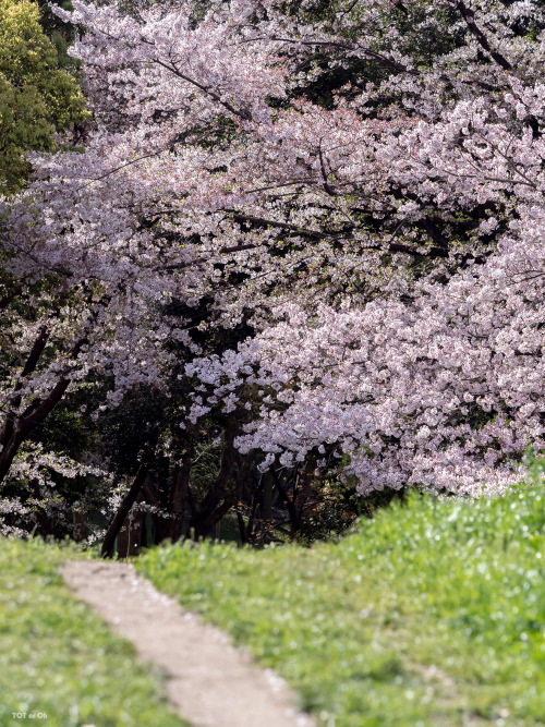 はないろいろ。お疲れ様でございます。先日の撮影会より数日後、同じ場所に今度はソロで行ってまいりました（笑）早朝５時前に現地着、そこから夕方18:30ごろまでブラブラぶらぶら。ねこさんに出会っては撮らせ